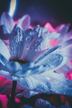Beautiful white daisy in pink and blue.の写真素材