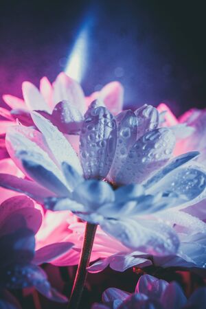 Beautiful white daisy in pink and blue.の写真素材