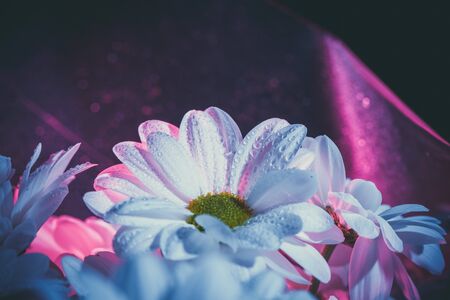 Beautiful white daisy in pink and blue.の写真素材