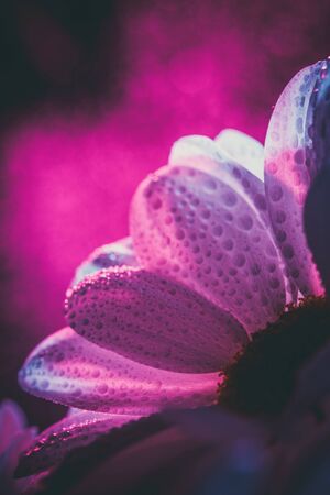 Beautiful white daisy in pink and blue.の写真素材