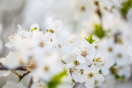 The tree blooms beautifully with white flowers in spring