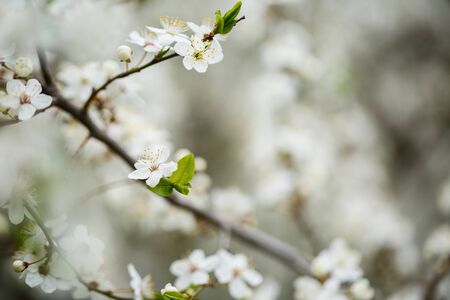 The tree blooms beautifully with white flowers in springの写真素材