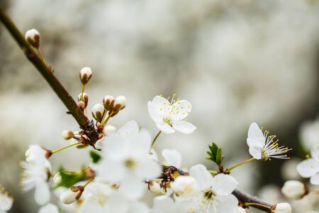 The tree blooms beautifully with white flowers in spring