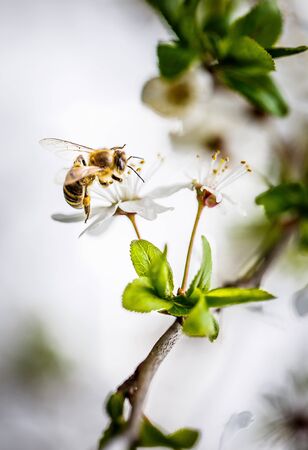 The tree blooms beautifully with white flowers in springの写真素材