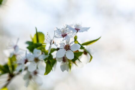 The tree blooms beautifully with white flowers in spring