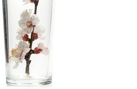 Flowering branch with flowers in an empty glass cup on a white backgroundの写真素材