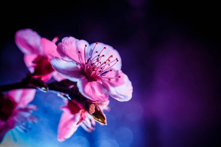 A branch of a blossoming tree in pink and blue colorsの写真素材