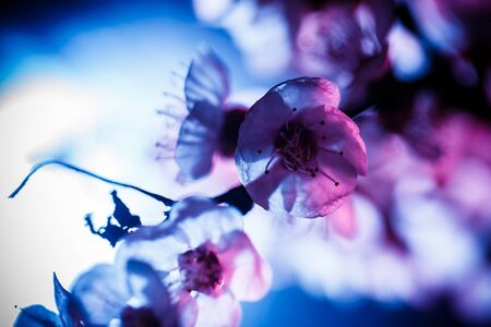 A branch of a blossoming tree in pink and blue colors