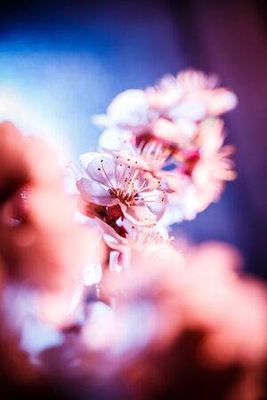 A branch of a blossoming tree in pink and blue colors
