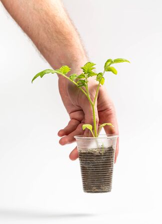 A man holds in his hand a sprout that grows in a plastic cup on a white backgroundの写真素材