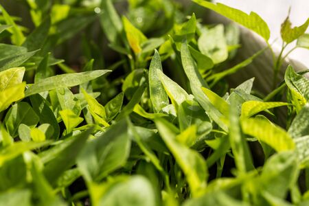 Many young and green sprouts of vegetables in the groundの写真素材