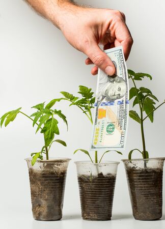 Man pays one hundred dollars for a young sprout in a plastic cup on a white backgroundの写真素材
