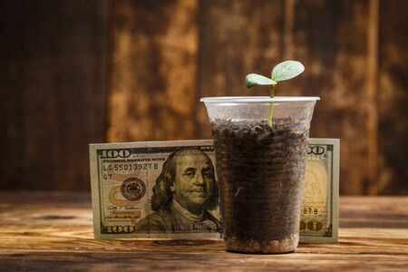 Big sprout grows in a plastic cup and one hundred dollars next to it on brown wooden backgroundの写真素材
