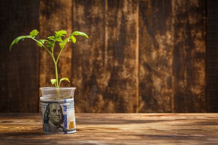 Big sprout grows in a plastic cup and one hundred dollars next to it on brown wooden backgroundの写真素材
