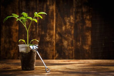 Big sprout grows in a plastic cup on a brown wooden backgroundの写真素材