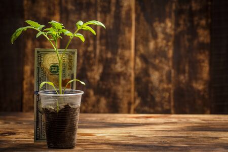 Big sprout grows in a plastic cup and one hundred dollars next to it on brown wooden backgroundの写真素材