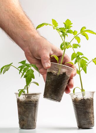 A man holds in his hand a sprout that grows in a plastic cup on a white backgroundの写真素材