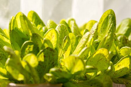 Fresh green lettuce leaves grow in a box on a window