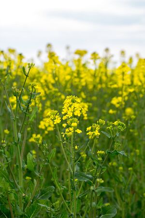 Large and yellow field of rape with clouds, in springの写真素材