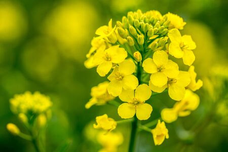 Large and yellow field of rape with clouds, in springの写真素材