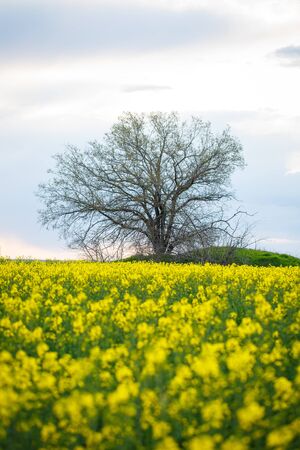 Large and yellow field of rape with clouds, in springの写真素材