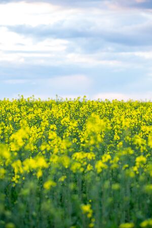 Large and yellow field of rape with clouds, in springの写真素材