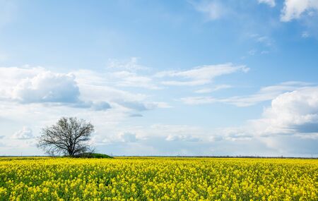 Large and yellow field of rape with clouds, in springの写真素材