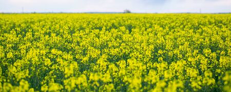 Large and yellow field of rape with clouds, in springの写真素材
