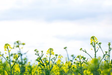 Large and yellow field of rape with clouds, in springの写真素材