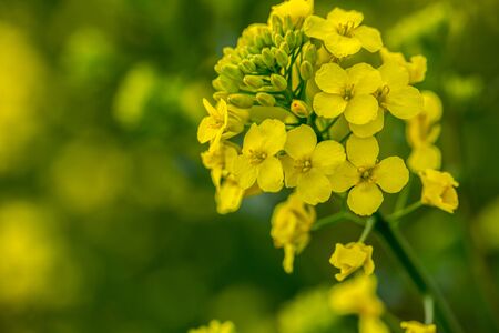 Large and yellow field of rape with clouds, in springの写真素材