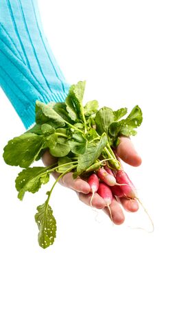 Fresh radish in a man's hand on a white backgroundの写真素材