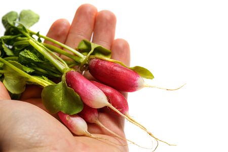 Fresh radish in a man's hand on a white backgroundの写真素材
