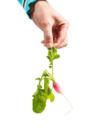Fresh radish in a man's hand on a white backgroundの写真素材