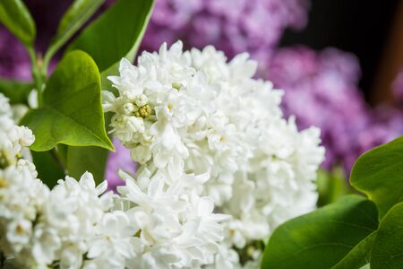 White lilac blossomed in spring, macro view