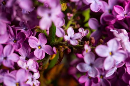 Lilac blossomed in spring, macro view, closeの写真素材
