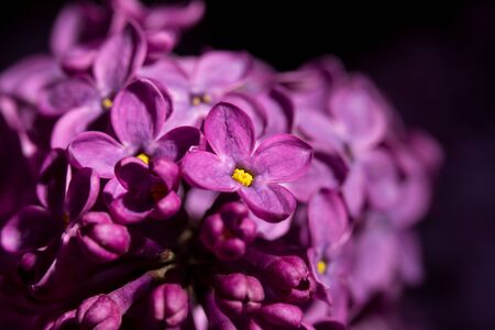 Lilac blossomed in spring, macro view, closeの写真素材