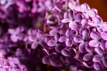 Lilac blossomed in spring, macro view, closeの写真素材