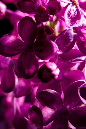 Lilac blossomed in spring, macro view, closeの写真素材