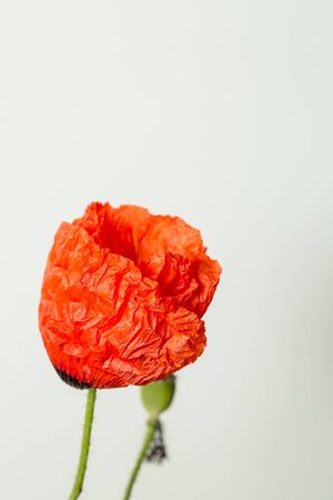 Red poppy flower on white background, closeの写真素材