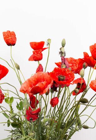 Red poppy flower on white background, closeの写真素材