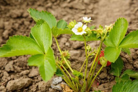 Strawberries grow on a farm in springの写真素材