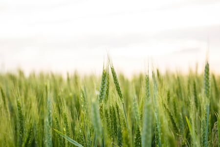 Spikelets of green wheat on a spring fieldの写真素材