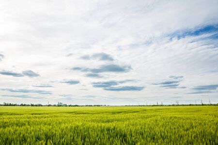 Spikelets of green wheat on a spring fieldの写真素材