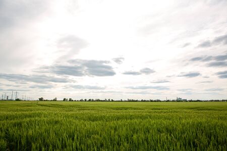 Spikelets of green wheat on a spring fieldの写真素材