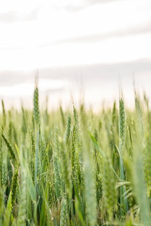 Spikelets of green wheat on a spring fieldの写真素材