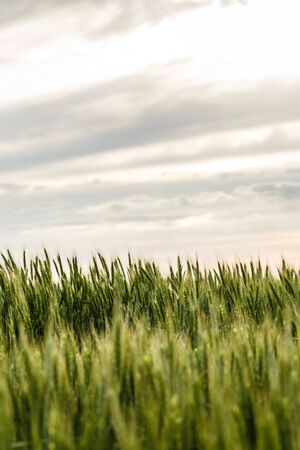 Spikelets of green wheat on a spring field