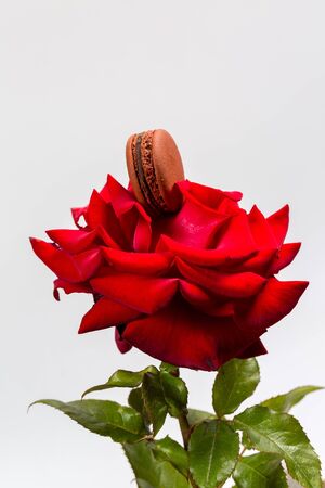 Tasty macaroon cookies and red rose on a white backgroundの写真素材