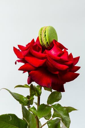 Tasty macaroon cookies and red rose on a white backgroundの写真素材