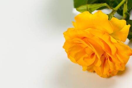 Beautiful yellow rose with green leaves on a white background, for gift or decorの写真素材
