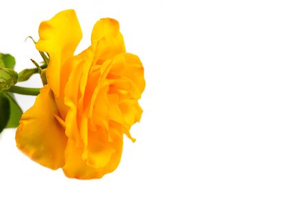 Beautiful yellow rose with green leaves on a white background, for gift or decorの写真素材